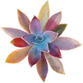 Graptoveria Fred Ives - Colorful 2 inch Succulents - Live Mini Succulent Plants Fully Rooted, Easy Care Indoor and Outdoor, Home and Garden Decor, Wedding Party Favor by SucculentsBox