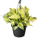 Snow Queen Pothos Starter Live Plant - Variegated Indoor Vine by NYCitySucculents