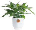 Costa Farms Baltic Blue Pothos, Live Indoor Plant, Trailing Vine by Unknown