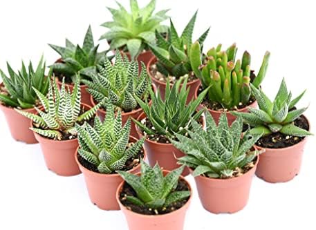 Live Indoor Succulent Plants – 2-inch Assorted Small Succulent – Real Fully Rooted Indoor Succulent Plants (12) - Image 3