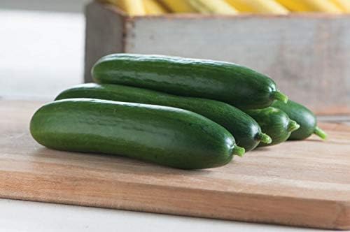 Diva F1 Cucumber Seeds - Vigorous, Disease-Resistant Plants, Burpless Too(100 - Seeds) by Unknown