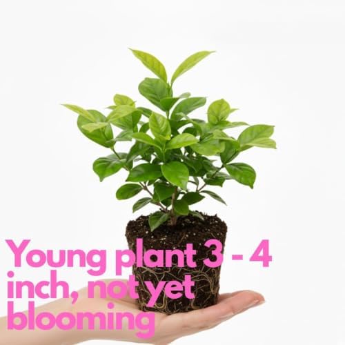 Bridal Wreath Jasmine Plant Live | 4-8 Inch Tall | Live Jasmine Plant | Jasmin Plant for Indoor | Easy Care Flowering Plant for Home & Office Decor - Image 3