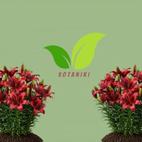 Votaniki Salinero Asiatic Lily Bulbs Deep Red Upfacing Blooms Compact Summer Flowering Lilium for Borders Containers Patio Gardens and Cut Flower Displays (Pack of 5) - Image 7
