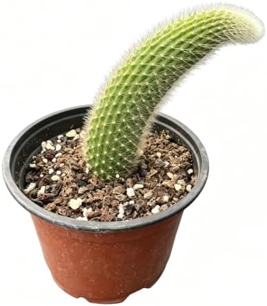 Live Monkey Tail Cactus Plant, 4" Hildewintera colademononis Cacti Plant by VerdantVigor