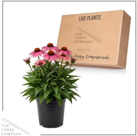 Coneflower (Echinacea) - Pink Blooms, Live Pollinator-Friendly Flowering Perennial, 12" Tall by 6" Wide in 2 Qt Pot - Image 5