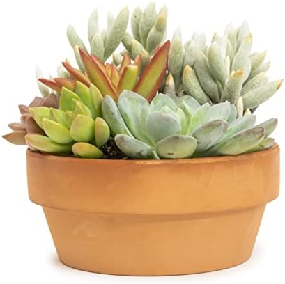 Live Succulents Assortment in Clay Pot, Garden Succulent Planter, Unique Gardening Gifts for Plant Lovers, Live Succulent Plants Live Plants, Live Succulents Plants Live Houseplants by Plants for Pets - Image 5