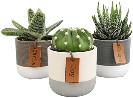 LoLite Cactus & Live Succulent Plants Set (3 Pack), Low Light Houseplants, Easy Plant Gift, Approx. 4-6 in. Tall, Mixed Haworthia, Gasteria & Cacti Varieties, Stylish 2-Tone Ceramic Pots Included by PlantsforPets