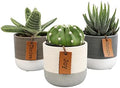 LoLite Cactus & Live Succulent Plants Set (3 Pack), Low Light Houseplants, Easy Plant Gift, Approx. 4-6 in. Tall, Mixed Haworthia, Gasteria & Cacti Varieties, Stylish 2-Tone Ceramic Pots Included by PlantsforPets