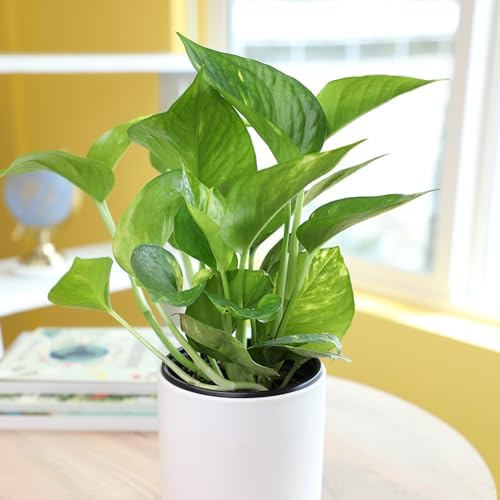 Golden Pothos Plant Live House Plant Live Plants, Trailing Plants Live Houseplants, Golden Pothos Live Plant Houseplant, Live Pothos Devils Ivy Live Plant Money Plant Indoor Plants by Plants for Pets - Image 2