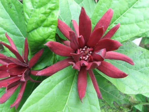 2 Carolina Allspice (Sweet Shrubs) - 10-16" Tall Live Plants - Quart Pots - Image 7