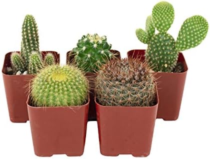 Shop Succulents | Can't Touch This Collection | Assortment of Hand Selected, Fully Rooted Live Indoor Cacti Plants, 5-Pack - Image 2