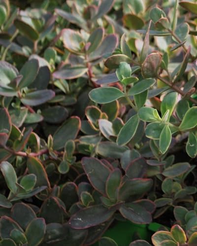 Perennial Farm Marketplace Sedum Sunsparkler® ‘Wildfire’ (Stonecrop) Live Perennial, Size-Quart, Rose-Pink Late Summer Flowers with Cherry-Red Foliage, Zones 4-9 - Image 2