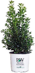 Proven Winners - Ilex x meserveae Castle Spire (Holly) Evergreen, , 2 - Size Container by GreenPromiseFarms