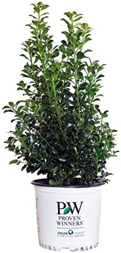 Proven Winners - Ilex x meserveae Castle Spire (Holly) Evergreen, , 2 - Size Container by GreenPromiseFarms