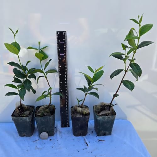 Daisy Ship Star Jasmine Fragrant Climber - 4 x 2 inch Cups - Image 2