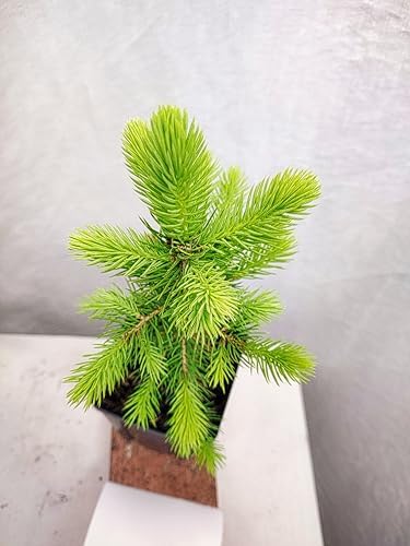 Colorado Blue Spruce Tree in a Nursery Pot. Picea pungens. Great for Ornamental Landscaping and Bonsai - Image 4