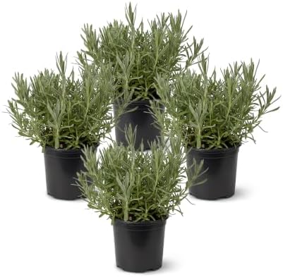 Herb - Lavender (4 Pack), Live Fragrant Herb, Aromatherapy, Wellness by TheThreeCompany