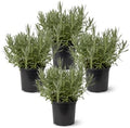 Herb - Lavender (4 Pack), Live Fragrant Herb, Aromatherapy, Wellness by TheThreeCompany