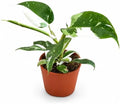 Philodendron White Princess Live Plant - Rare Variegated Indoor Houseplant by NYCitySucculents