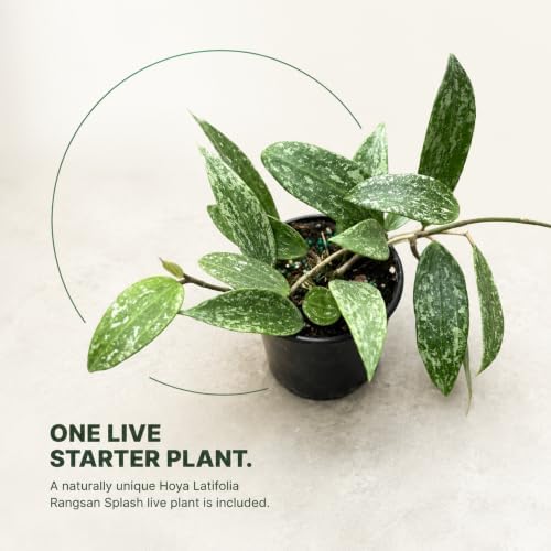 Hoya Latifolia Rangsan Splash Live Plant | Hoya Cuttings Starter Plants - Image 6