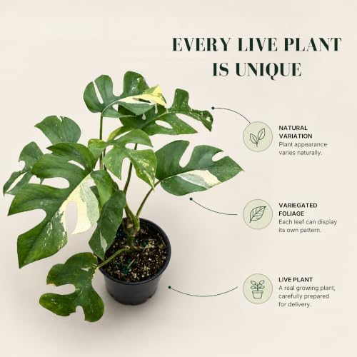 Rhaphidophora Tetrasperma Variegated Live Plant, 4 Inch Mini Monstera - Image 4