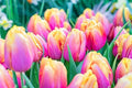 10 Pink Passion Tulip Bulbs | Pink Yellow Spring Flowers to Plant in Garden by CZGrain