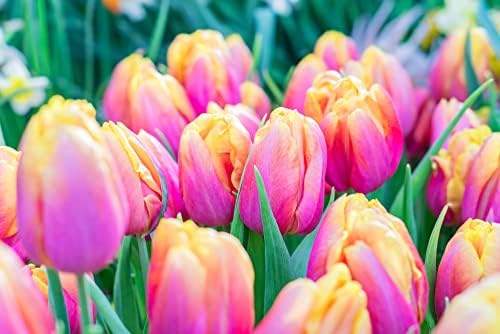 10 Pink Passion Tulip Bulbs | Pink Yellow Spring Flowers to Plant in Garden by CZGrain