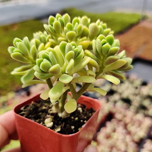 Live Succulent Cactus Plants (2" Pot Aeonium Irish Bouquet) - Image 3