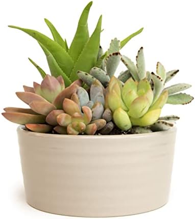 Succulents Plants Live in Garden Succulent Planters, Live Succulent Plants Live Plants in Taupe Planter Pot, Live Succulents Unique Gardening Gifts for Plant Lovers, Succulent Gifts by Plants for Pets - Image 4