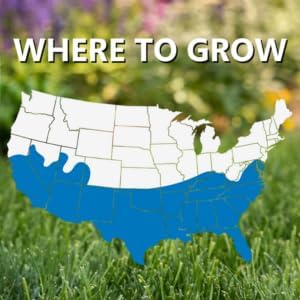 Jonathan Green Blue Panther Southern Lawn Grass Seed - 7 lb - Image 2