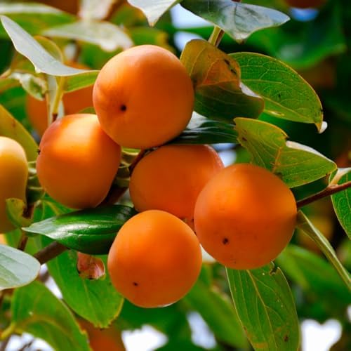 Persimmon Tree Live Plant, 6-12 Inch Tall Plant Well Rooted in Quart Pot - Image 2