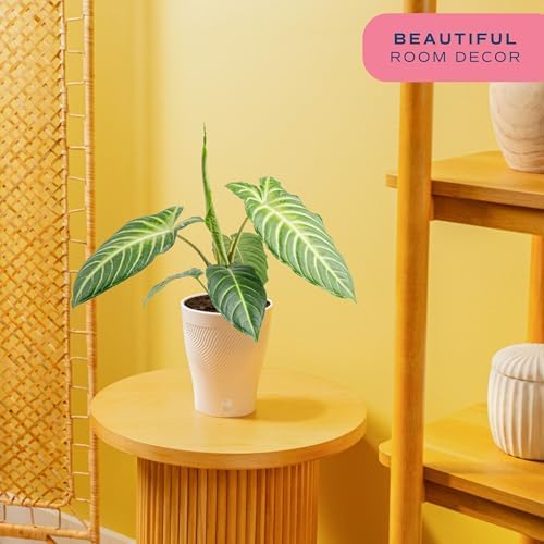 Costa Farms Xanthosoma, Live Indoor Plant, Easy Care, Home Decor - Image 3