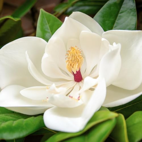 Sweetbay Magnolia Live Plant, Ornamental Tree, 6-12 Inch Tall, 2.5 Inch Pot - Image 2