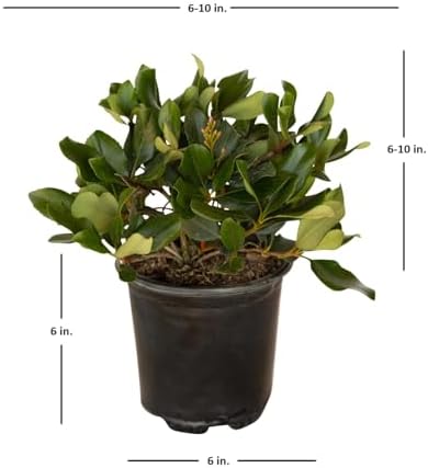 Eleanor Taber Indian Hawthorn (2.5 Quart) Pink Blooming Evergreen Bushes- Full Sun Live Outdoor Plant - Image 2