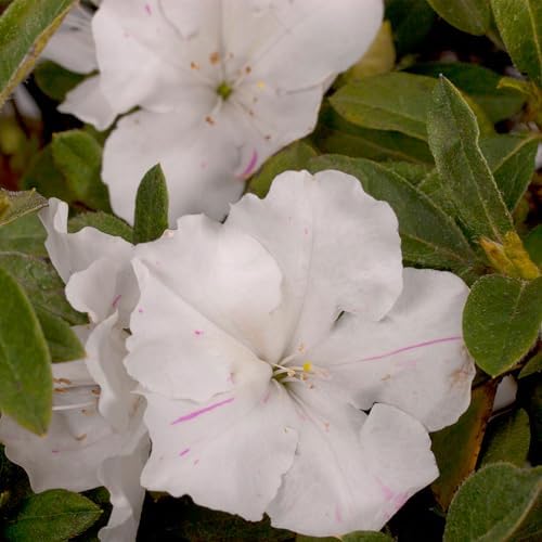 Encore Azalea 1 Gal. Autumn Lily Shrub - Image 3