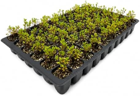 Wax Myrtle Don's Dwarf I 40 Live Plants I Myrica Cerifera | Compact Evergreen Shrub with Aromatic Foliage, Ideal for Small Spaces, Hedges, & Landscape Accents by FloridaFoliage