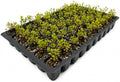 Wax Myrtle Don's Dwarf I 30 Live Plants I Myrica Cerifera | Compact Evergreen Shrub with Aromatic Foliage, Ideal for Small Spaces, Hedges, & Landscape Accents by FloridaFoliage