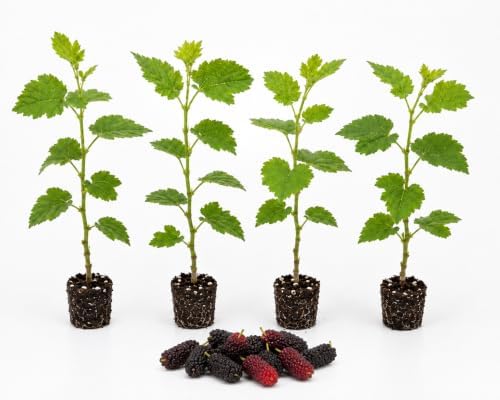 Mulberry Dwarf Everbearing Plant Live Fruit Plant by Unknown