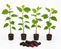 Mulberry Dwarf Everbearing Plant Live Fruit Plant by Unknown