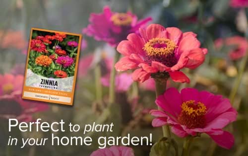 Gardeners Basics Zinnia Seeds for Planting Outdoors Flowers (Thumbelina) - Flower Seed Packet Annual Heirloom, Non-GMO Variety, 800mg Seeds Great for Summer Seeds for Flower Gardens - Image 5