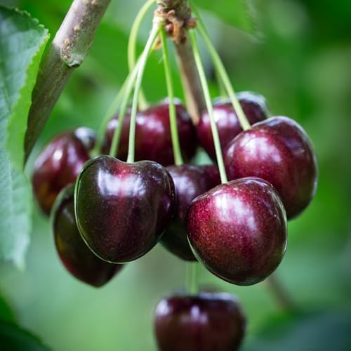 2 Black Cherry Live Plants, Fruit Bearing Tree, 12-18 Inch Tall by AKTRD