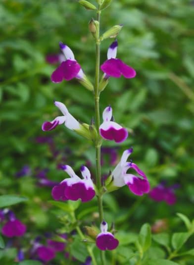Amethyst Lips Salvia – Live Flowering Plant in 3 Inch Pot – Hummingbird Magnet - Image 7