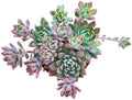 Sprout N Green Sedeveria Markus, Live Succulent Fully Rooted in 4" Pot with Soil Mix, House Plant for Home Office Wedding Hanging Decoration, DIY Projects, Party Favor, Easy to Care, Pets Friendly by SproutNGreen