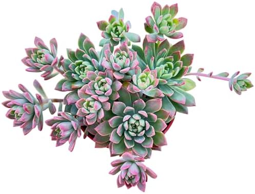 Sprout N Green Sedeveria Markus, Live Succulent Fully Rooted in 4" Pot with Soil Mix, House Plant for Home Office Wedding Hanging Decoration, DIY Projects, Party Favor, Easy to Care, Pets Friendly by SproutNGreen