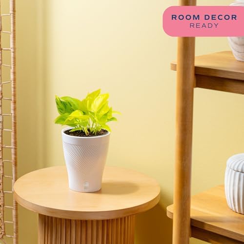 Costa Farms Champs Élysées Pothos, Live Indoor Plant, Trailing Vine - Image 2