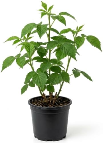 Red Raspberry Plant Live in 4" Pot - Edible Berry Bush Starter Plant - Image 2