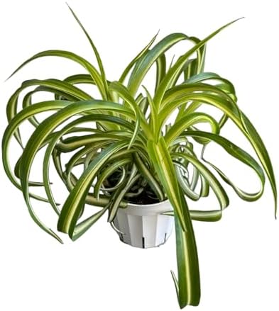 Bonnie Curly Spider Plant, Variegated Curly Leaves, Pet-Friendly, Air Purifying, Easy to Care and Grow Attractive Plant in 4 inch Pot - Hopewind Plants Shop - Image 3