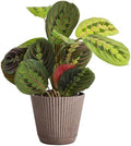 Live Red Prayer Plant, Pet Friendly, Easy to Grow, 4" Diameter Pot by ThorsensGreenhouse