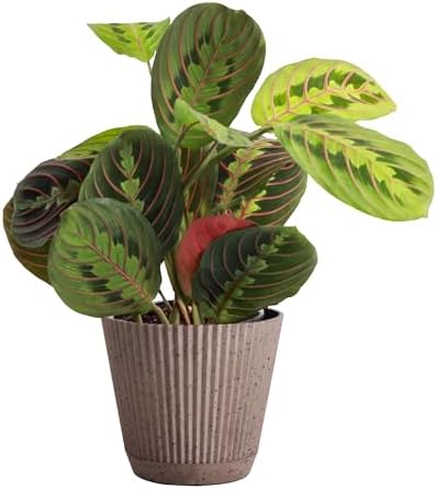 Live Red Prayer Plant, Pet Friendly, Easy to Grow, 4" Diameter Pot by ThorsensGreenhouse