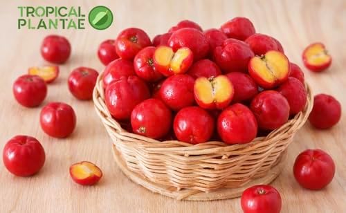 Acerola (Malpighia emarginata) Live Tropical Fruit Plant – Fast Growing – USDA Certified - Image 3